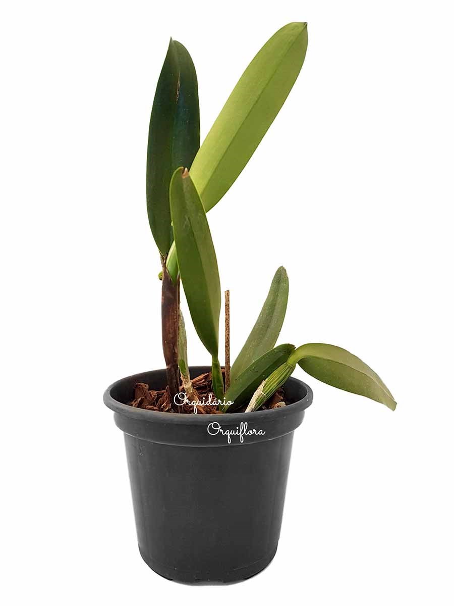 Muda Orquídea Cattleya Blc. Goldenzelle Flor Amarela