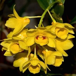 Orquídea Dendrobium sulcatum