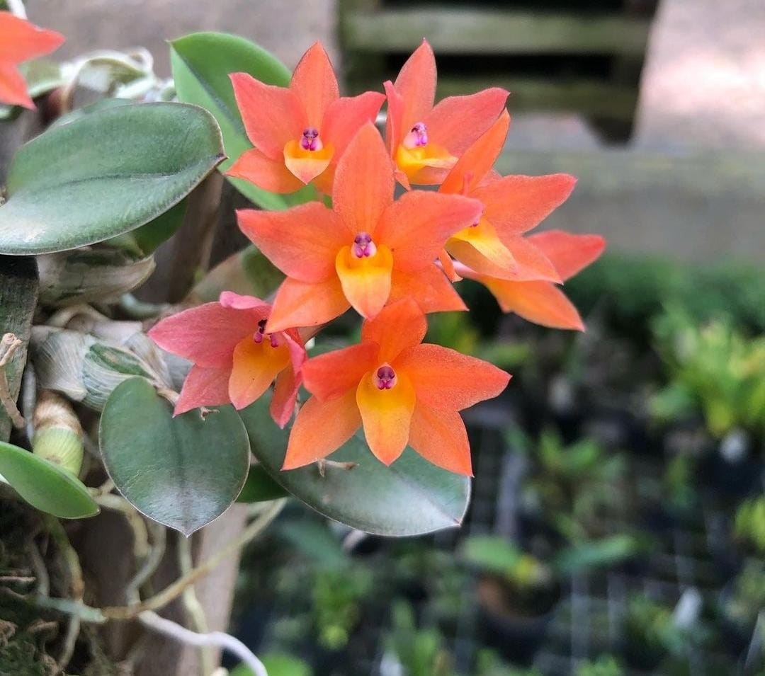 Orquídea Sophoronitis cernua laranja