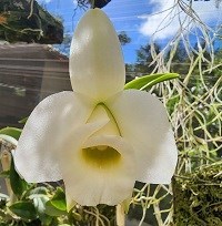 Hadrolaelia praestans alba