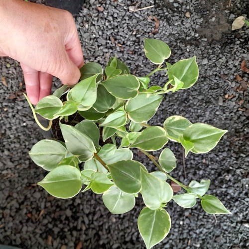 Folhagem Peperomia Pendente (Peperomoa scandens)