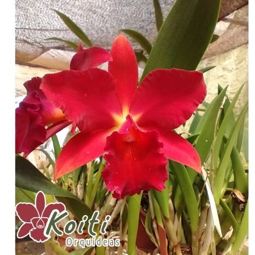 Orquídea Slc. Mae Hawkins “Miya” - Tamanho 4