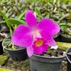 Cattleya Concepcion Limbania Zeballos( Cattleya Pink Topazx Hadrolaelia praestans