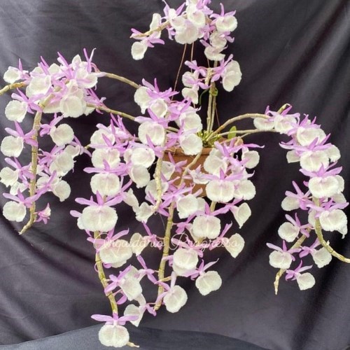 Orquídea Dendrobium primulinum 