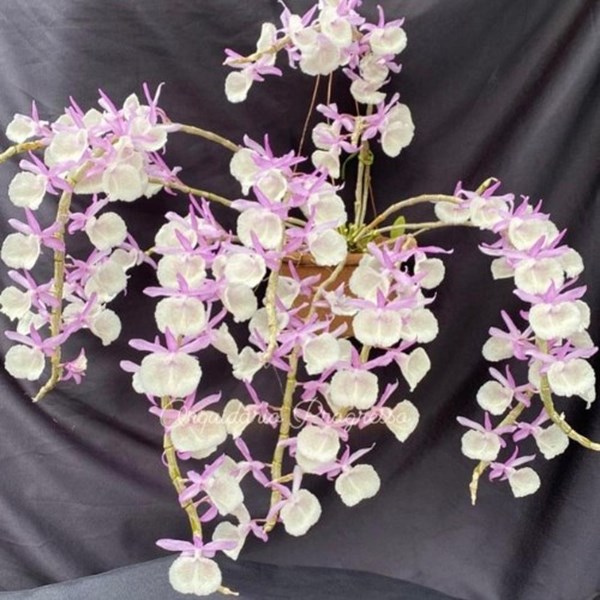 Orquídea Dendrobium primulinum