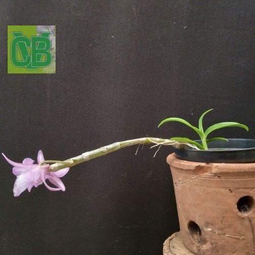 Dendrobium primulinum x Dendrobium anosmum