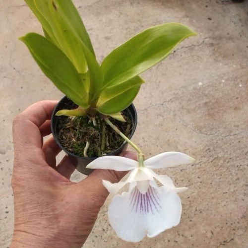 Warczewiczella amazonica (Cochleanthes)