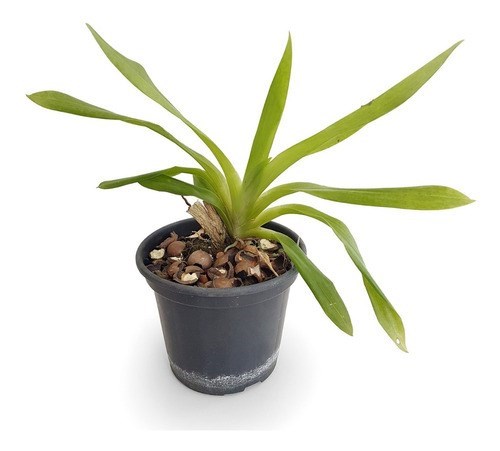 Orquídea Huntleya meleagris Planta Adulta Exótica Raridade !