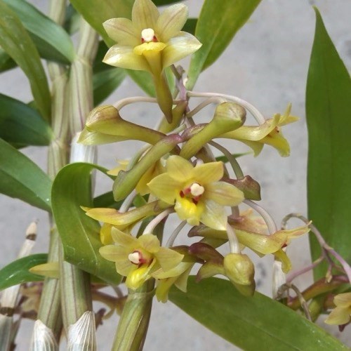Orquídea Dendrobium ionopus