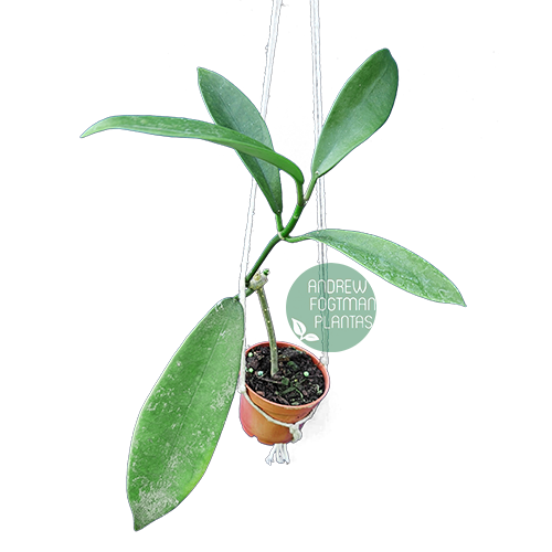 Flor de cera Hoya meliflua - muda enraizada no pote nº 6