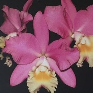 Orquídea Cattleya Rlc. Amazing Sian Thai
