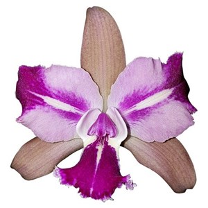 Orquidea Blc. Chyong Guu Benz Fong Yuen Adulta Podendo Florir