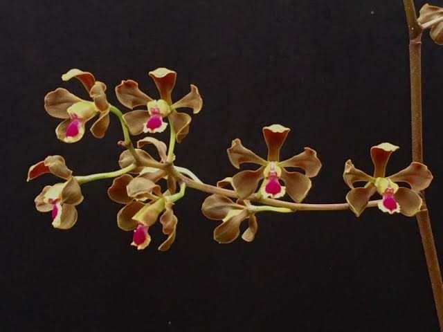 Encyclia galopavina