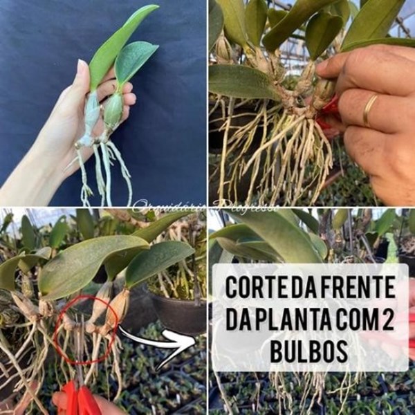 Kit de Corte de Orquídea Cattleya walkeriana selecionada 2