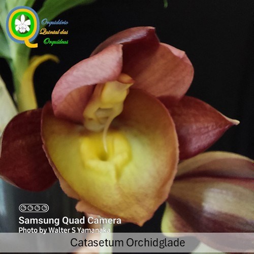 Catasetum Orchidglade - Adulto