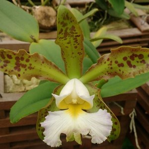 Orquídea Cattleya schilleriana albescens x self