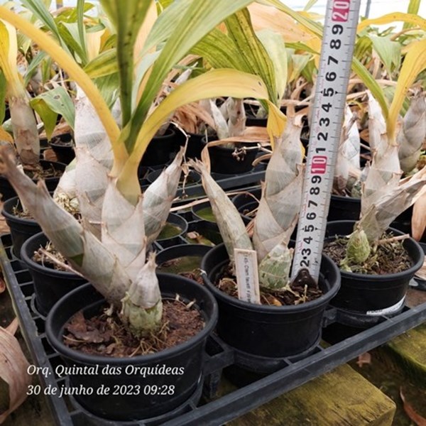 Catasetum faustoi-pileatum - Adulto