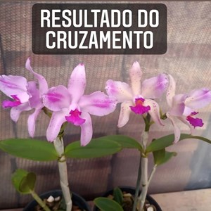 Orquídea Cattleya amethystoglossa flamea nicoline x Cattleya amethystoglossa flamea heron
