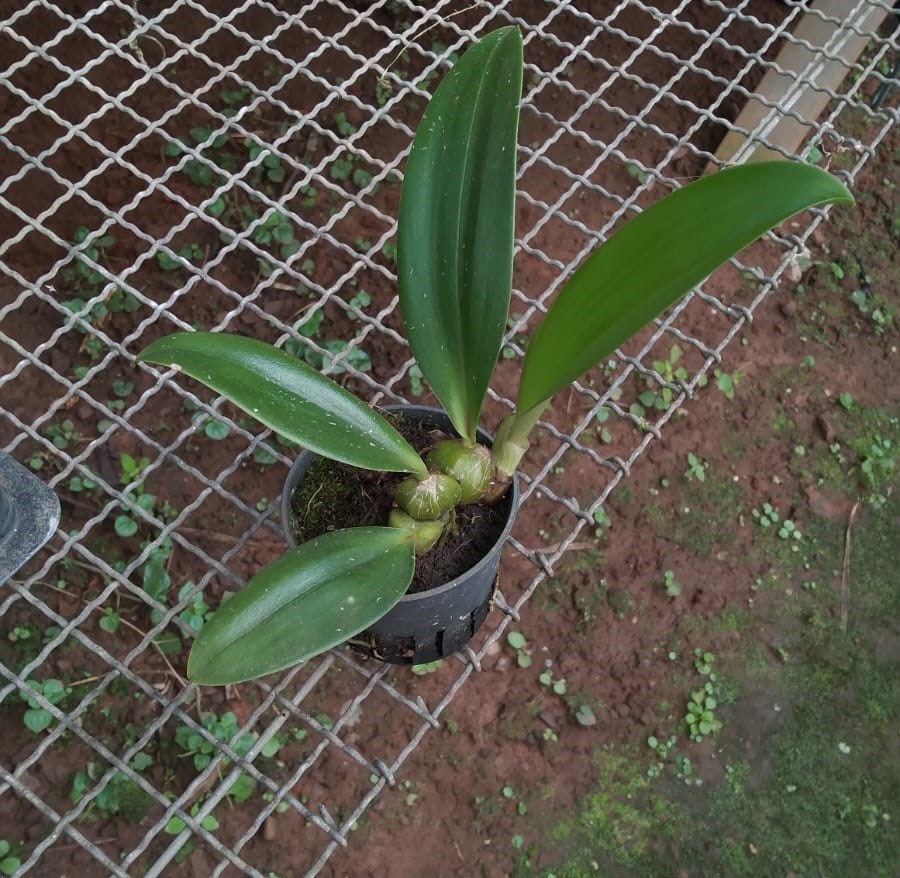 Bulbophyllum (cruentum x graveolens)