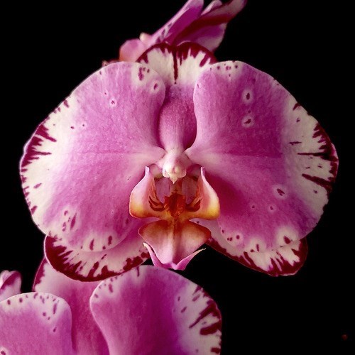 Orquídea Phalaenopsis Exótica ! Planta Adulta ! Rara