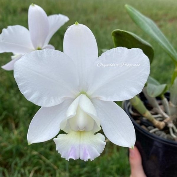 Orquídea Cattleya dolosa albescens