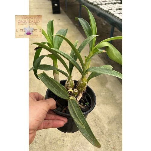 Orquídea Dendrobium chrysotoxum oculatum