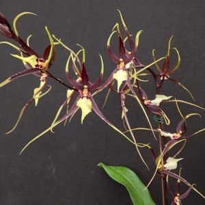 Miltassia kauai's choice Orquídea Aranha Negra