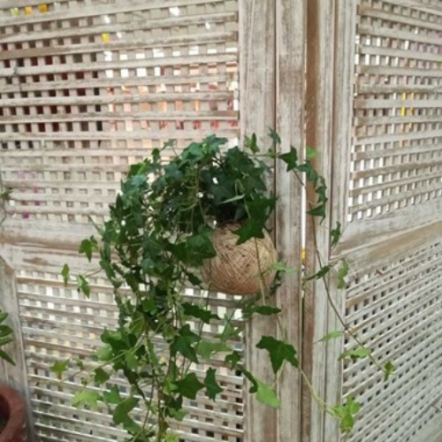 Kokedama de Folhagem Hera Estrela