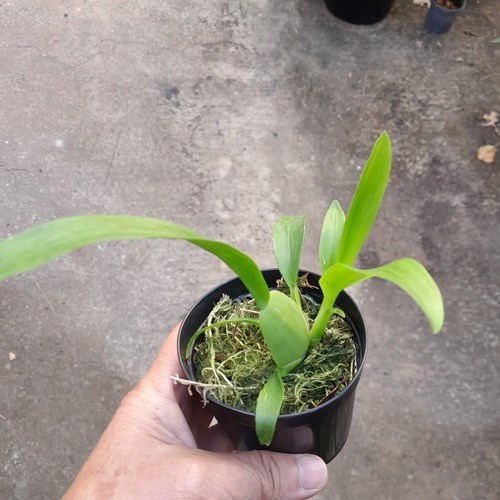 Oncidium Sharry baby (Orquídea chocolate)