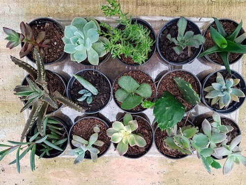 Kit 15 Mudas De Mini Suculentas Para Lembrancinha