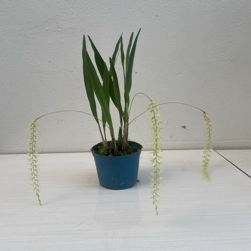 Dendrochilum uncatum