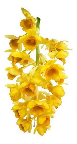 Orquideas Dendrobium densiflorum Planta Adulta Com Vaso