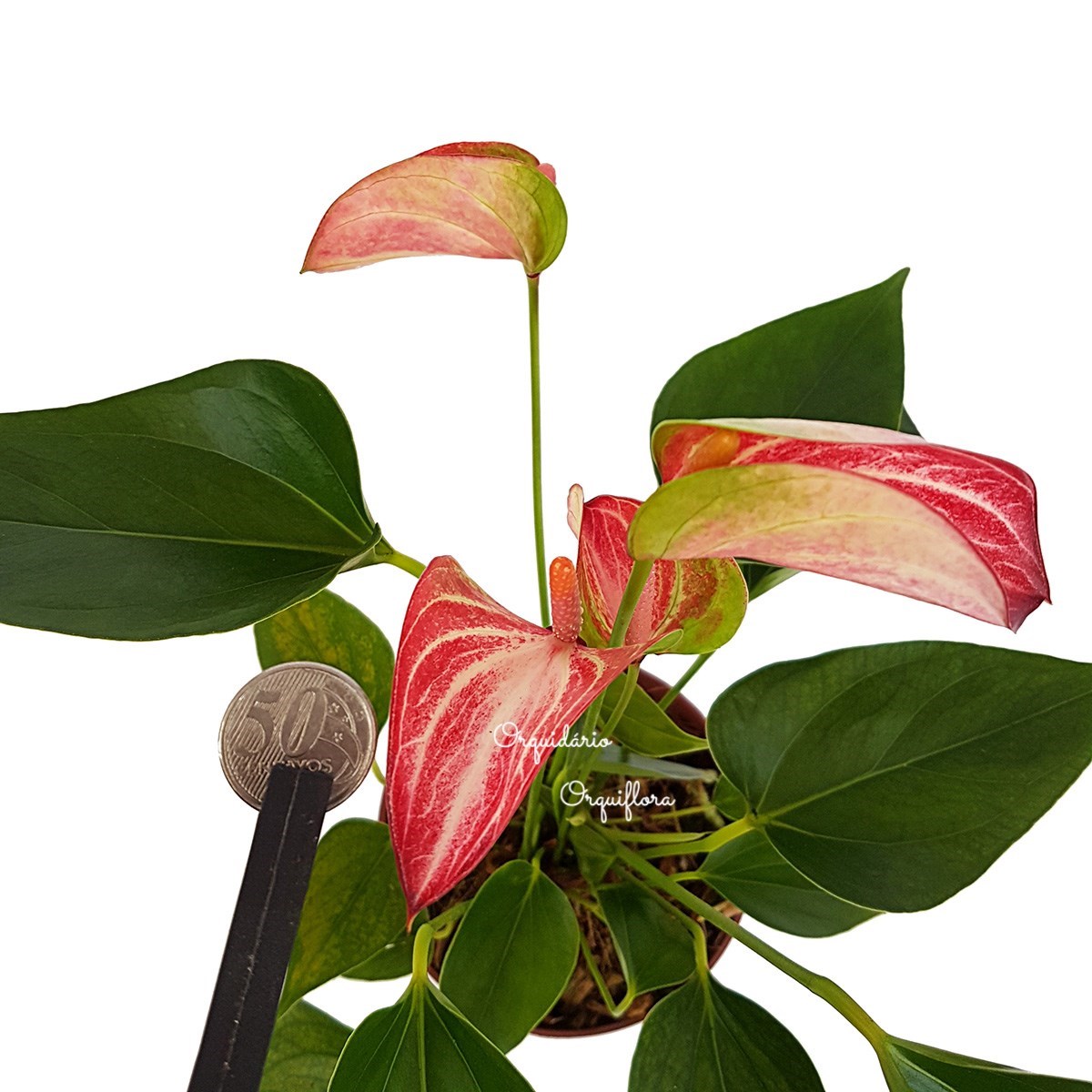 Mini Antúrio Livium Listrada Planta Natural Adulta Com Vaso