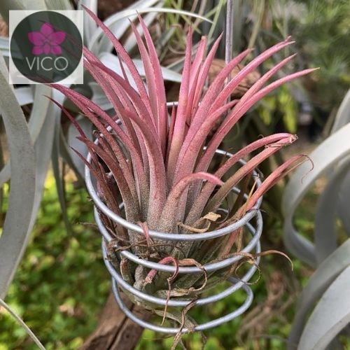 Tillandsia ionantha - Orquiloja