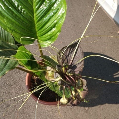 Flor Morcego (Tacca chantrieri)
