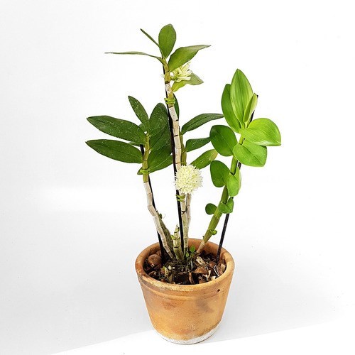 Orquídea Dendrobium purpureum Planta Adulta Flor Exótica