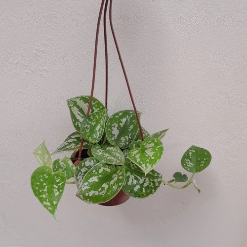 Folhagem Jiboia Prateada (Scindapsus pictus) no Vaso Cuia