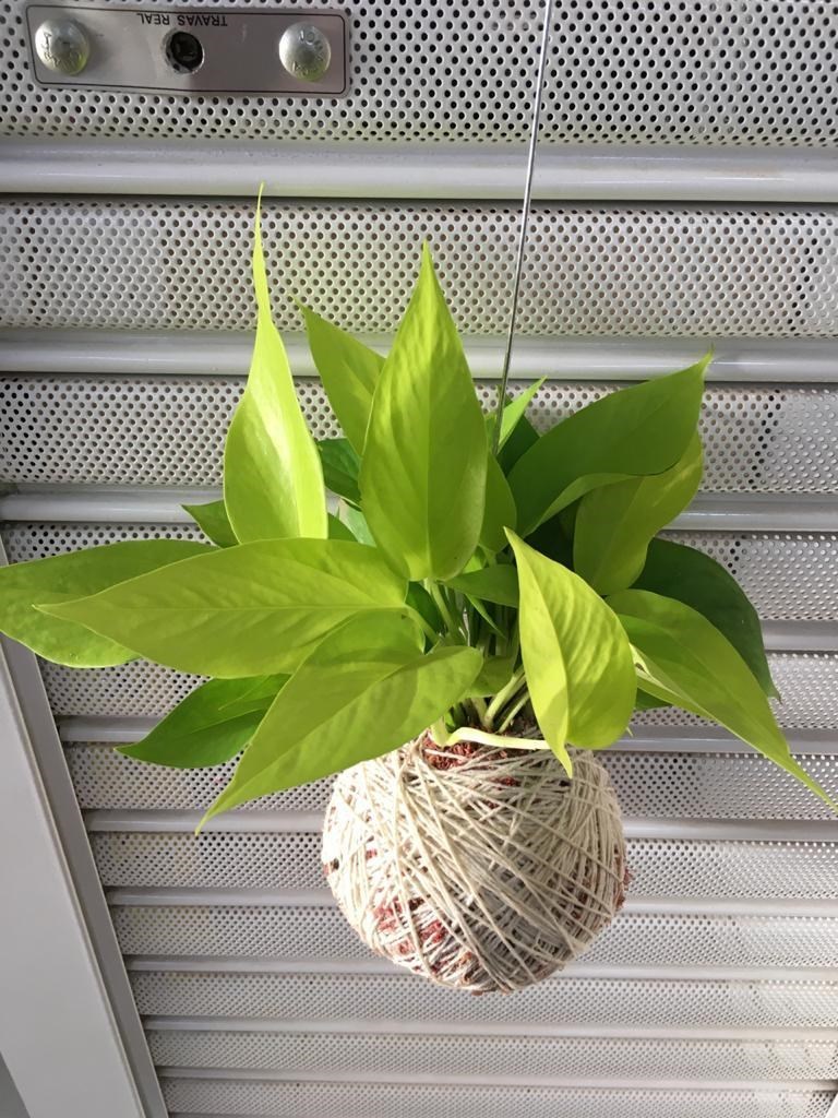 Kokedama de Jiboia Neon