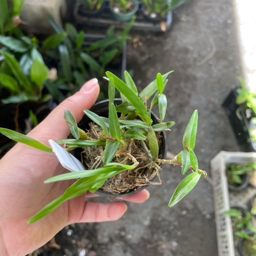 Dinema polibulbo (polybulbon)