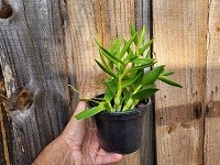 Dendrobium anthenatum 