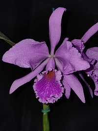 Kit com 06 Cattleya Hibridas Especiais