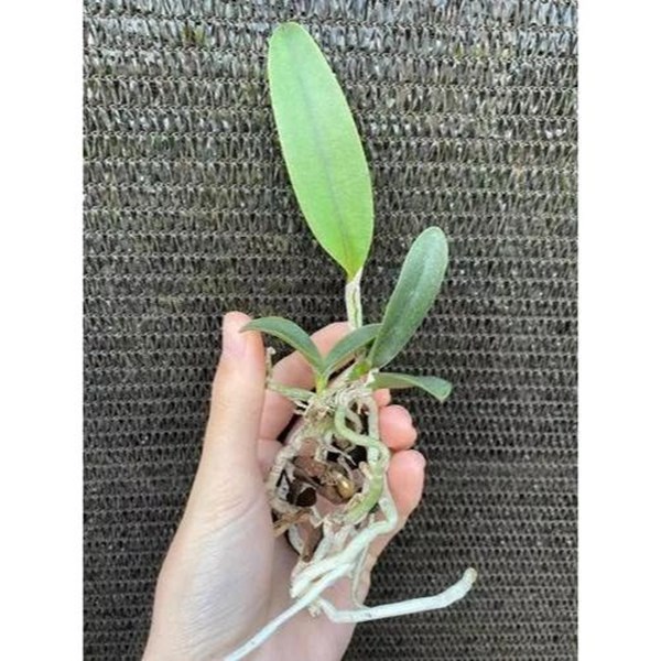 Kit Com 6 Mudas De Orquídea Cattleya Pintada Para Replantar