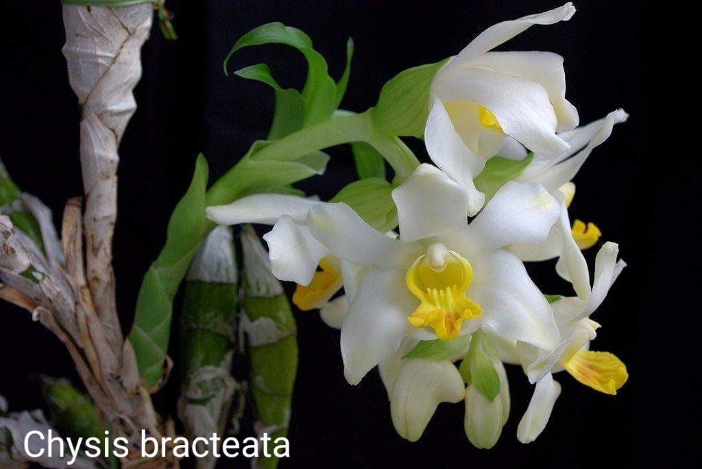 Orquídea Chysis bractescens