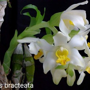 Orquídea Chysis bractescens