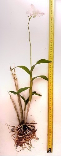 Orquidea Dendrobium (denphal) Kiko Orange!! Super Promoção!!