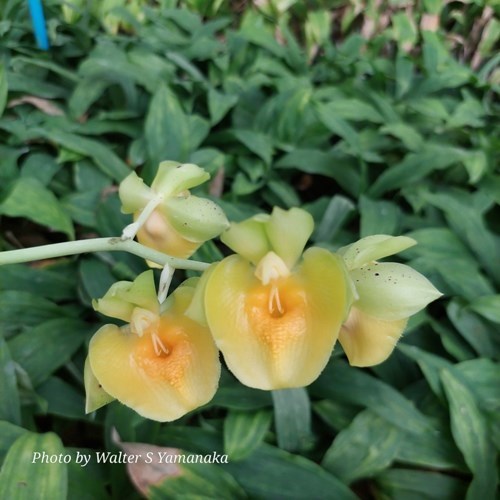 Catasetum Richard Fulford - Adulto