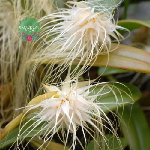 Orquídea Bulbophyllum medusae