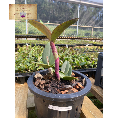 Orquídea Cattleya amethystoglossa Áurea Self  T3