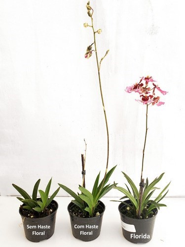 Orquídea Tolumnia Planta Adulta Cores Mistas