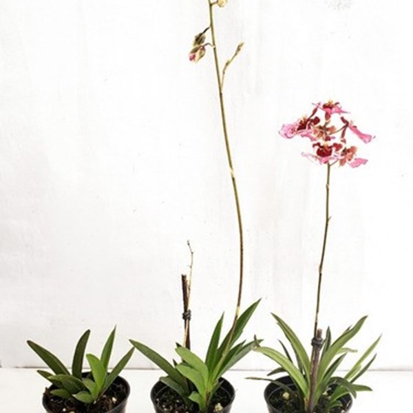 Orquídea Tolumnia Planta Adulta Cores Mistas - Orquiloja